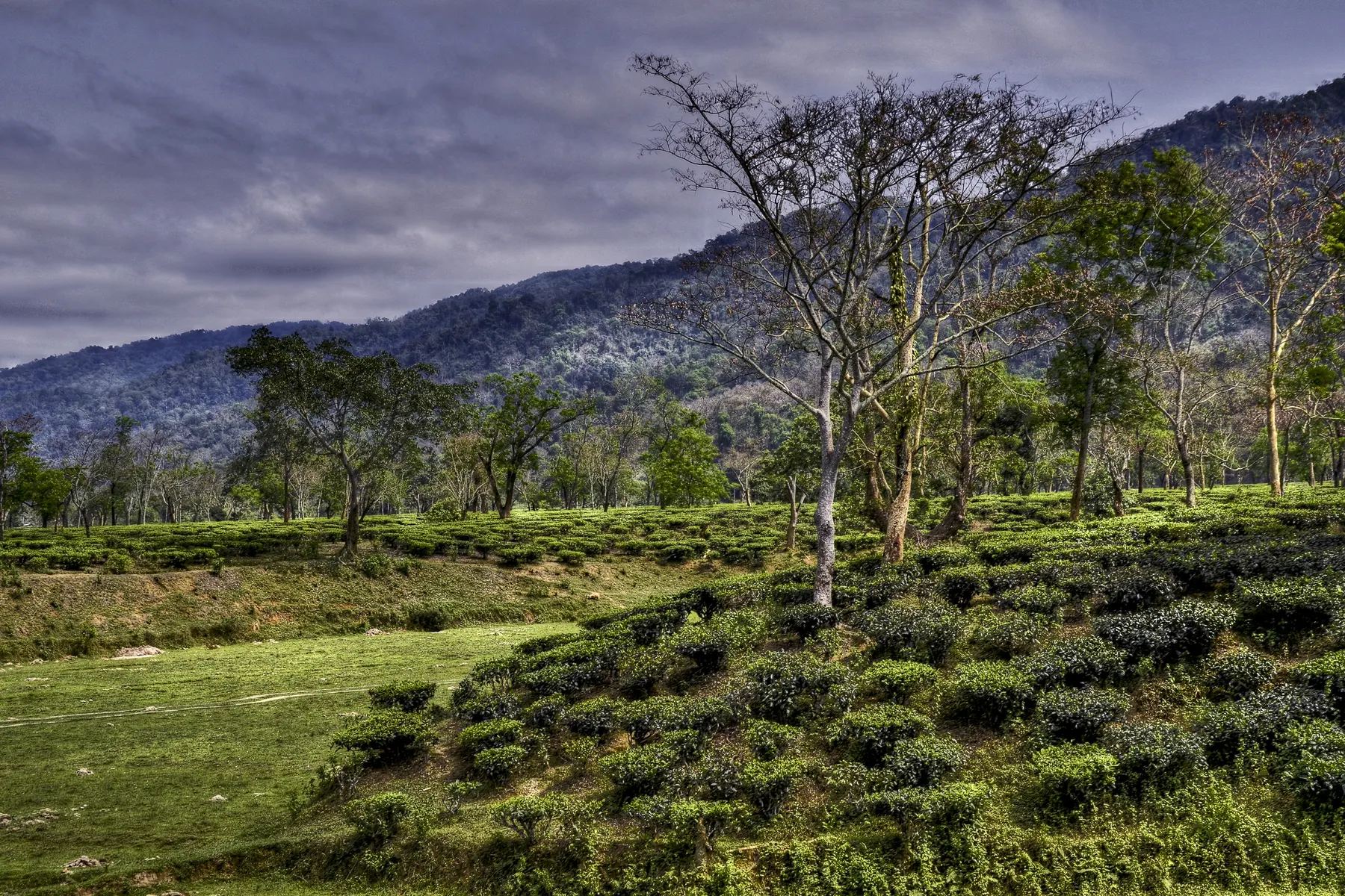 Assam tea garden with shade trees and hills