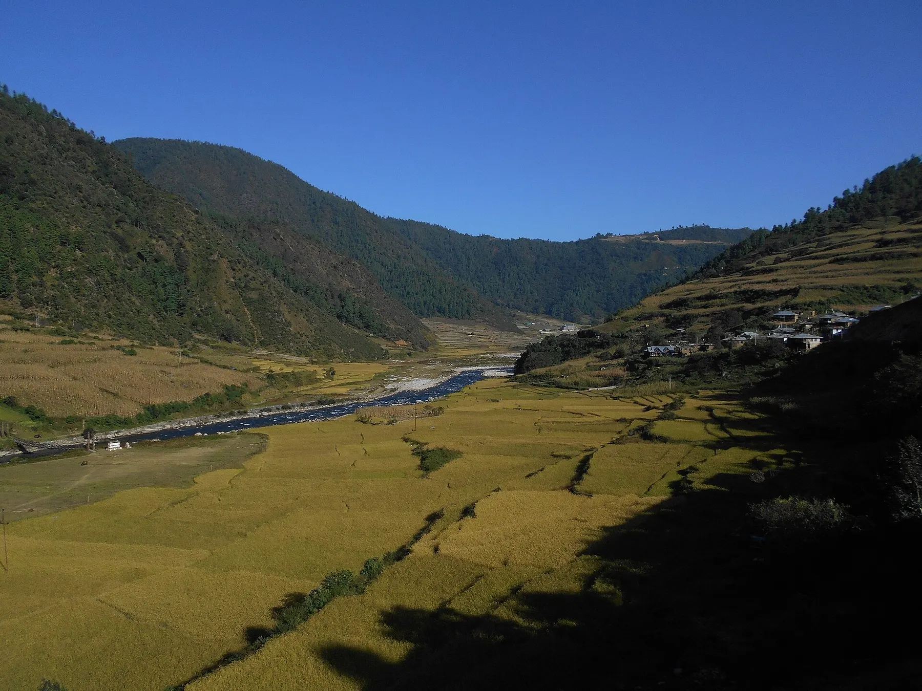 Golden fields and river in Dirang Valley