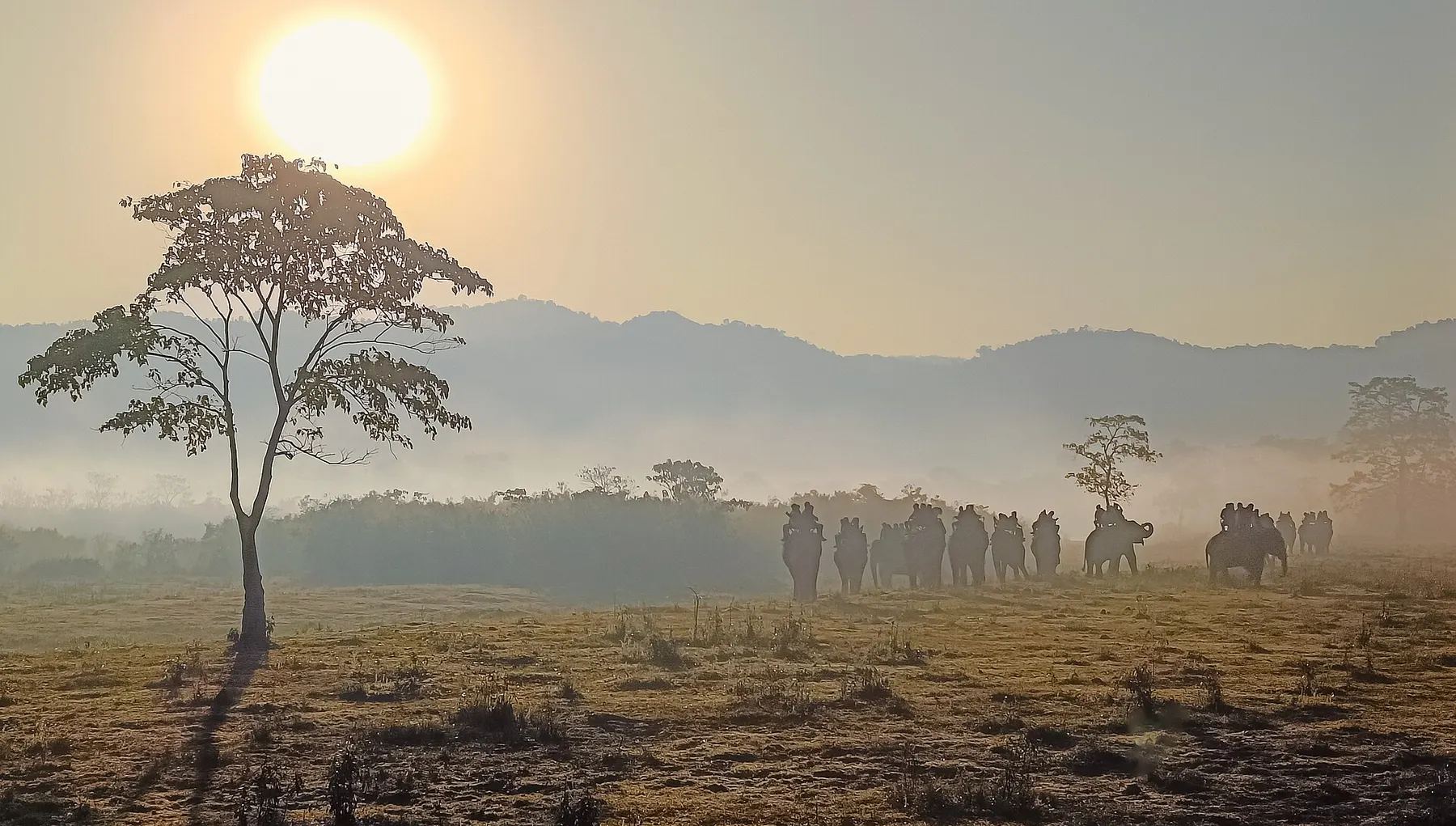 Morning mist and elephants in Kaziranga National Park