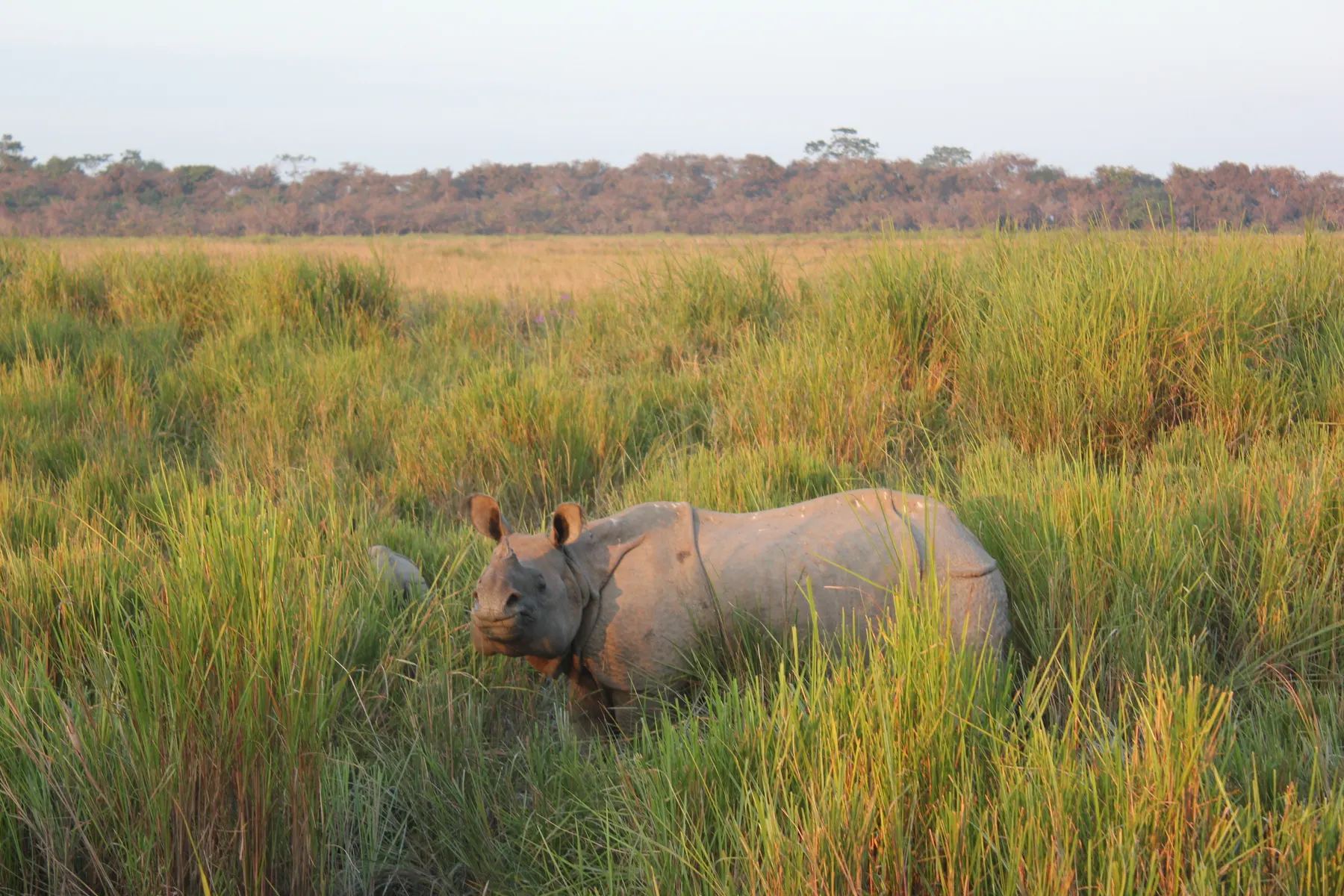 One-horned rhinoceros grazing in Kaziranga grassland