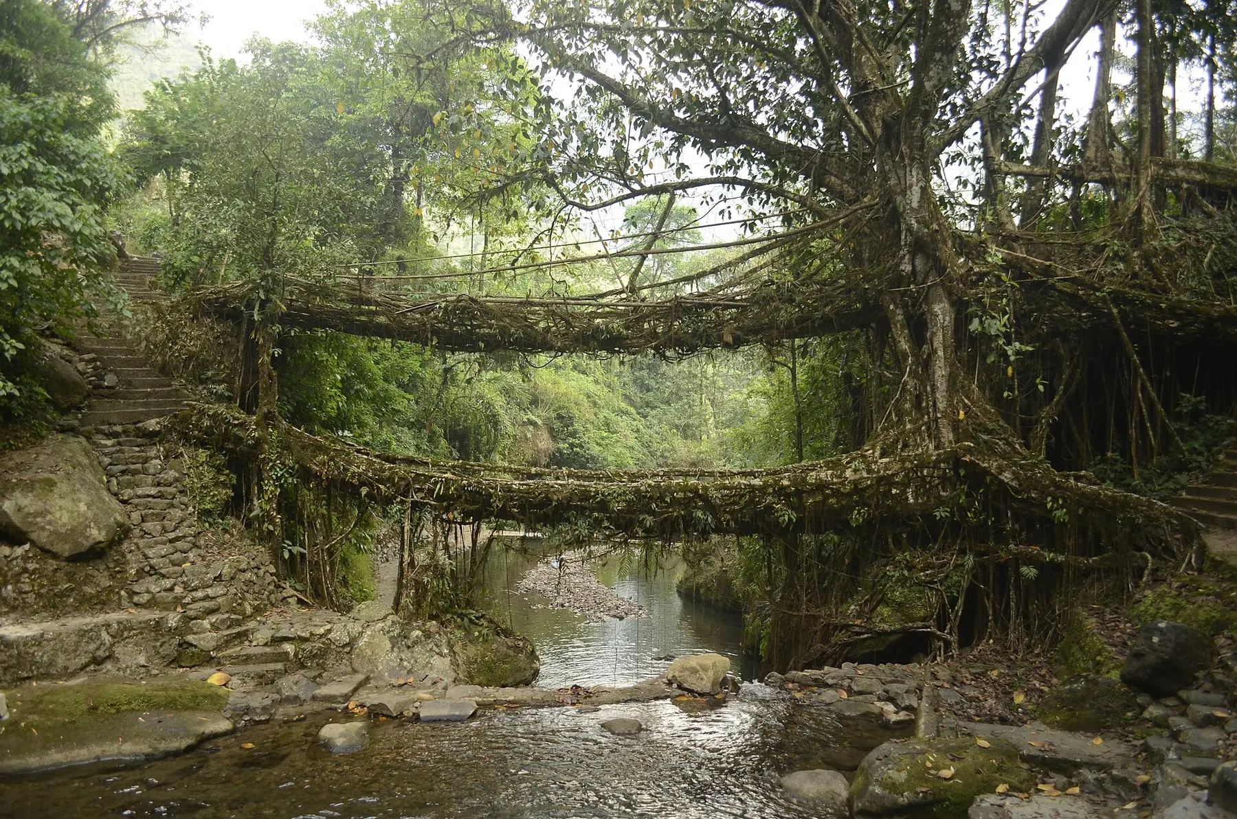 Double-decker living root bridge at Nongriat, Meghalaya