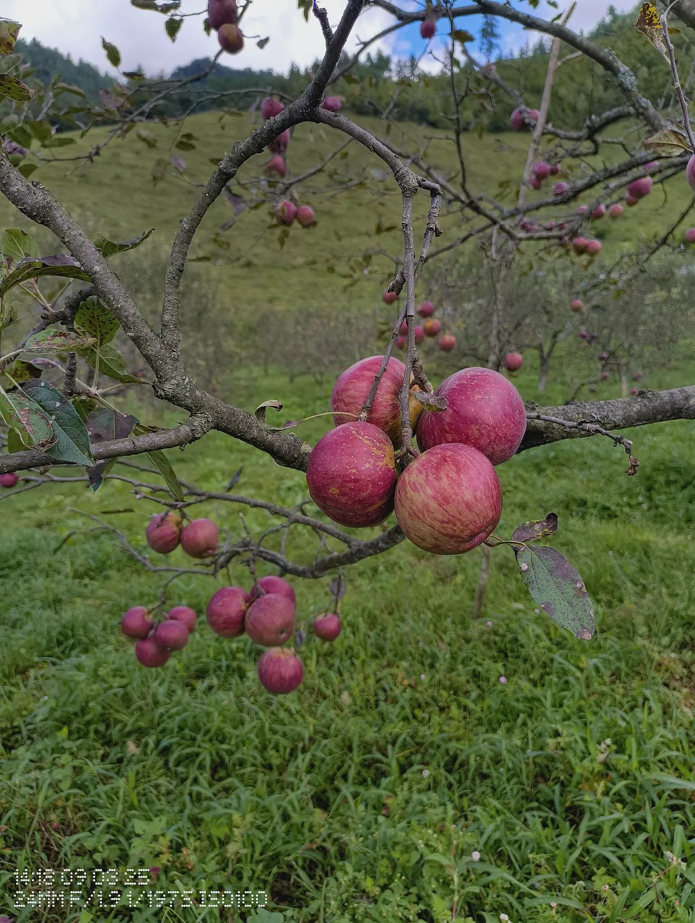 Ripe apples on a branch in a Shergaon orchard